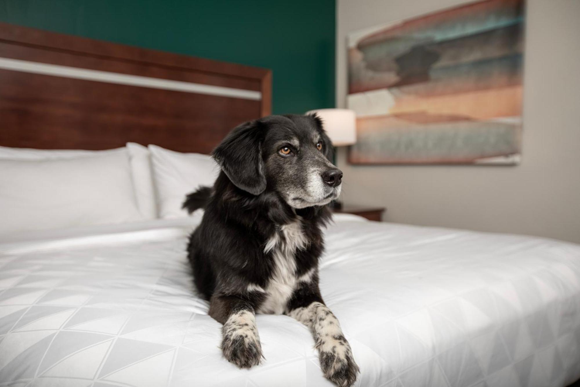 Holiday Inn & Suites Durango Downtown By Ihg Kültér fotó